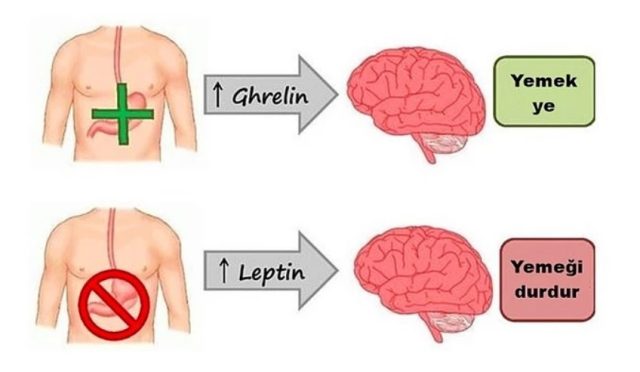 Tokluk Hissinizi Geri Kazanın Leptin Hormonu, Aralıklı Oruç ve Tok Tutan Mucizevi Besinler