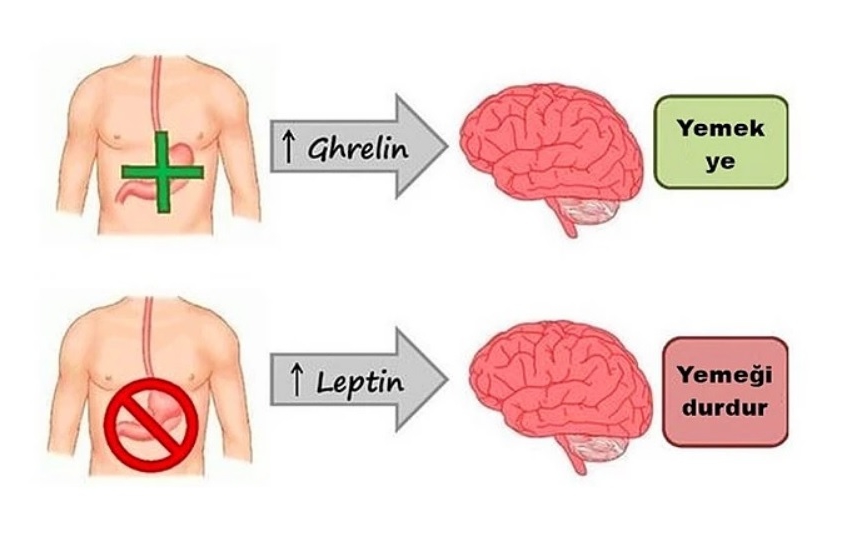 Tokluk Hissinizi Geri Kazanın: Leptin Hormonu, Aralıklı Oruç ve Tok Tutan Mucizevi Besinler