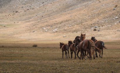 lavanta-kokulu-bir-ruya-lisinia-doga-projesi-burdur-da-dogal-yasamin-pesinde