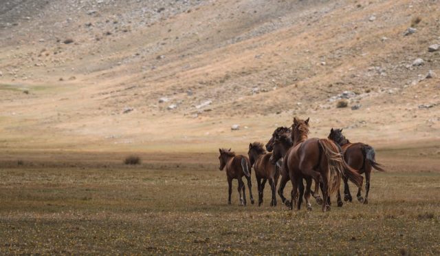 Lavanta Kokulu Bir Rüya: Lisinia Doğa Projesi Burdur'da Doğal Yaşamın Peşinde 4 lavanta-kokulu-bir-ruya-lisinia-doga-projesi-burdur-da-dogal-yasamin-pesinde