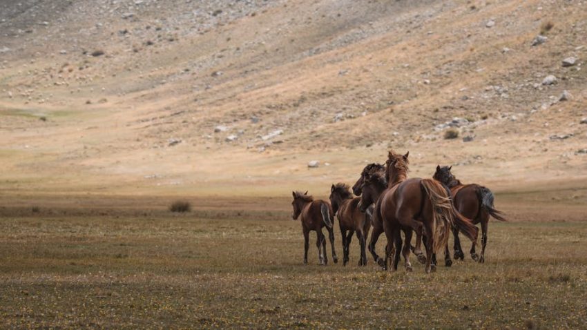 Lavanta Kokulu Bir Rüya: Lisinia Doğa Projesi Burdur’da Doğal Yaşamın Peşinde