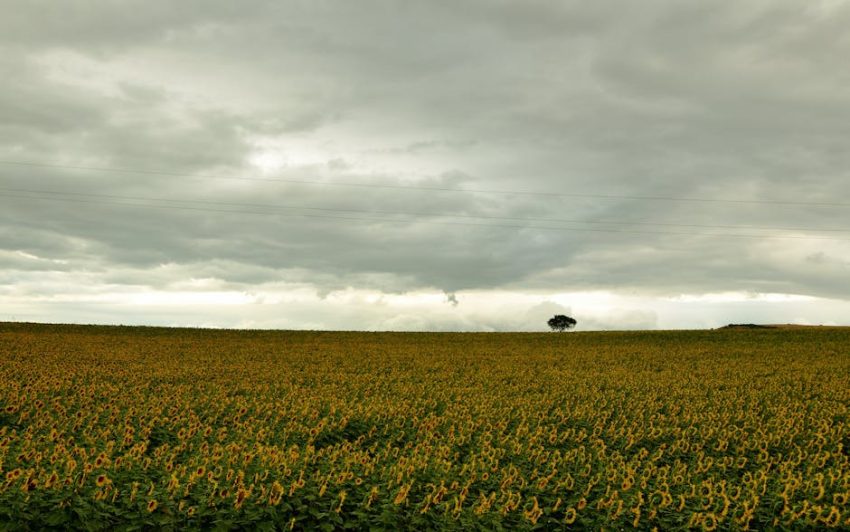 Türkiye’nin Renkli Hazineleri: Mozaik Müzeleriyle Zamanda Yolculuk