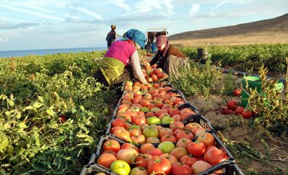Anadolu’nun Bereketi Küresele Taşındı! Türkiye’den 7 Ürün Dünya Lideri