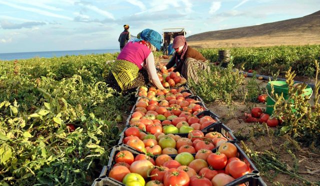 Anadolu’nun Bereketi Küresele Taşındı! Türkiye’den 7 Ürün Dünya Lideri
