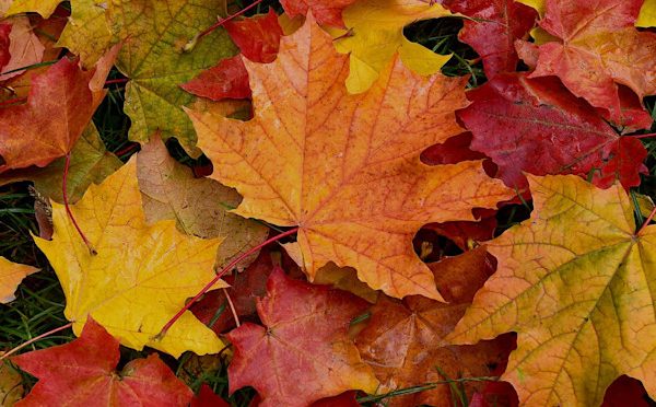 Dr. Seren'den Sonbahar Rehberi: Mevsiminde Beslenmenin Sağlık Sırları