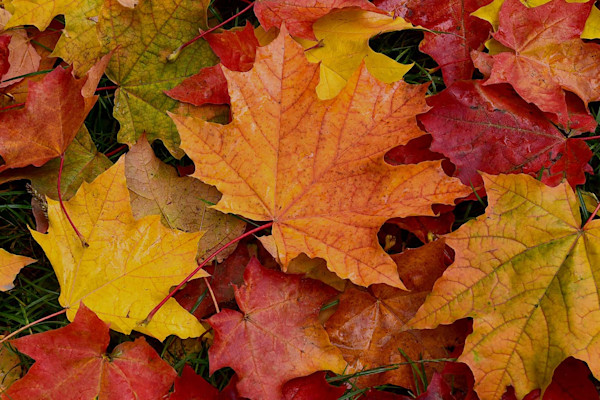 Dr. Seren’den Sonbahar Rehberi: Mevsiminde Beslenmenin Sağlık Sırları