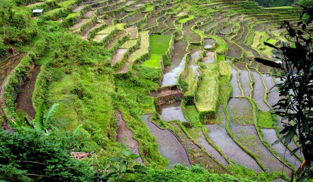 Filipinler Batad 2000 Yıllık UNESCO Pirinç Teraslarında Unutulmaz Bir Macera