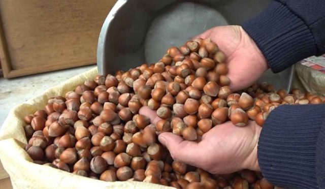 Rekabet Kurumu’ndan Fındık Fırsatçısı Ferrero’ya Sert Tepki “Piyasa Düzeni Manipülasyona Teslim Edilmez”