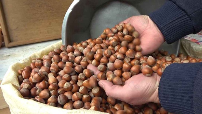 Rekabet Kurumu’ndan Fındık Fırsatçısı Ferrero’ya Sert Tepki: “Piyasa Düzeni Manipülasyona Teslim Edilmez”