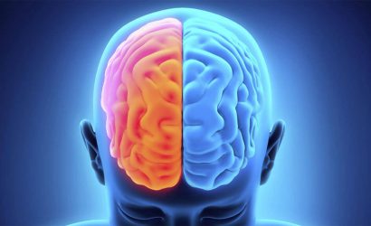 Beynimiz Sandığımızdan Daha Yakın: Bağırsaklarımız, İkinci Beynimiz!