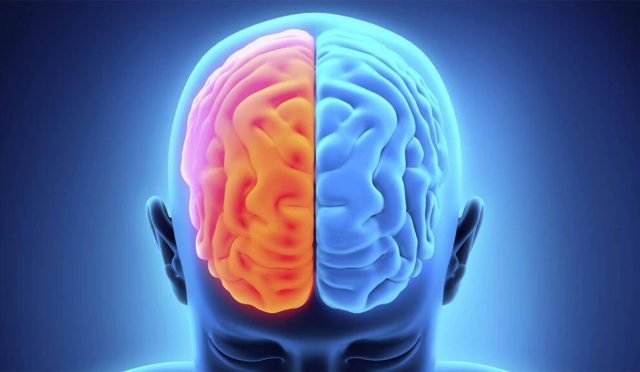 Beynimiz Sandığımızdan Daha Yakın: Bağırsaklarımız, İkinci Beynimiz!