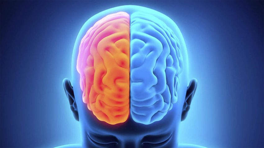 Beynimiz Sandığımızdan Daha Yakın: Bağırsaklarımız, İkinci Beynimiz!