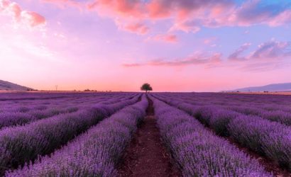 Isparta'nın Mor Kalbi: Kuyucak Köyü'nde Lavanta Kokulu Bir Rüya!