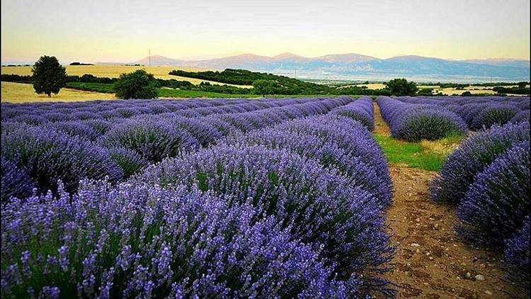 Kuyucak Köyü Lavanta Macerası: Bir Hikayenin Başlangıcı