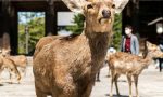 Nara'nın Büyülü Geyikleri ve Tarihi Mirası: Japonya'da Unutulmaz Bir Keşif!