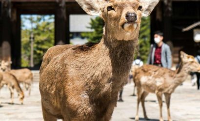 Nara'nın Büyülü Geyikleri ve Tarihi Mirası: Japonya'da Unutulmaz Bir Keşif!