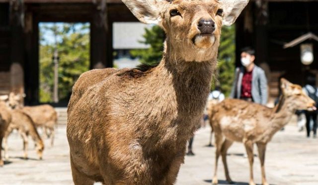 Nara'nın Büyülü Geyikleri ve Tarihi Mirası: Japonya'da Unutulmaz Bir Keşif!