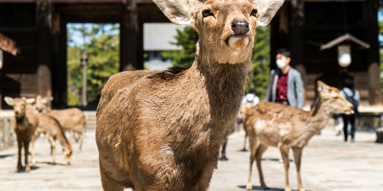 Nara’nın Büyülü Geyikleri ve Tarihi Mirası: Japonya’da Unutulmaz Bir Keşif!