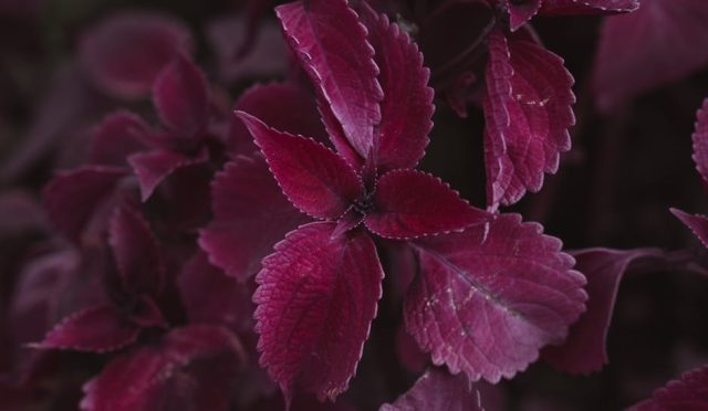 beynimiz-sandigimizdan-daha-yakin-bagirsaklarimiz-i-kinci-beynimiz