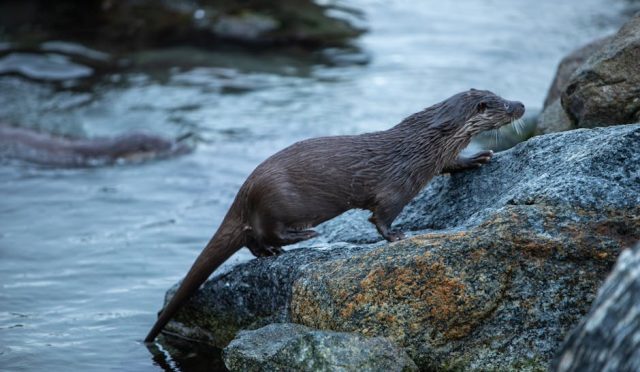 karaciger-yaglanmasina-dur-deyin-saglikli-beslenme-i-le-karacigerinizi-nasil-korursunuz