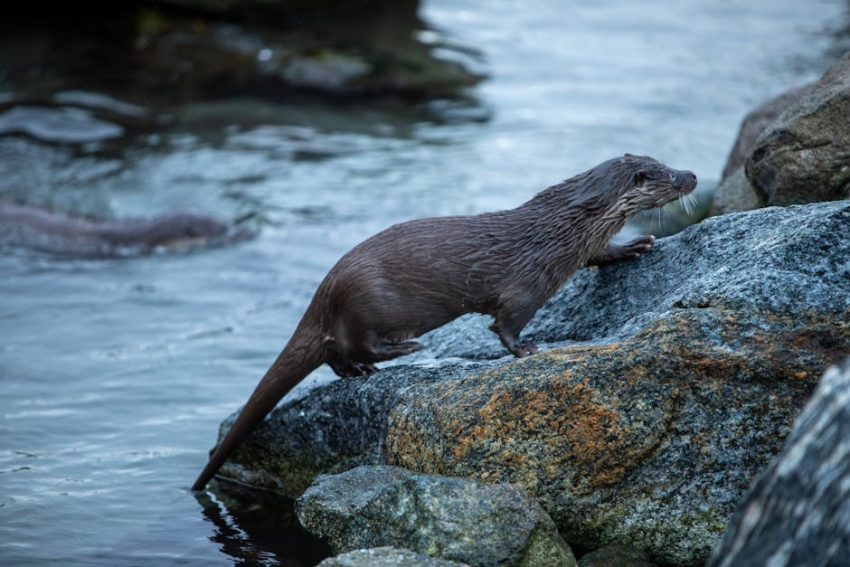 Karaciğer Yağlanmasına Dur Deyin: Sağlıklı Beslenme İle Karaciğerinizi Nasıl Korursunuz?