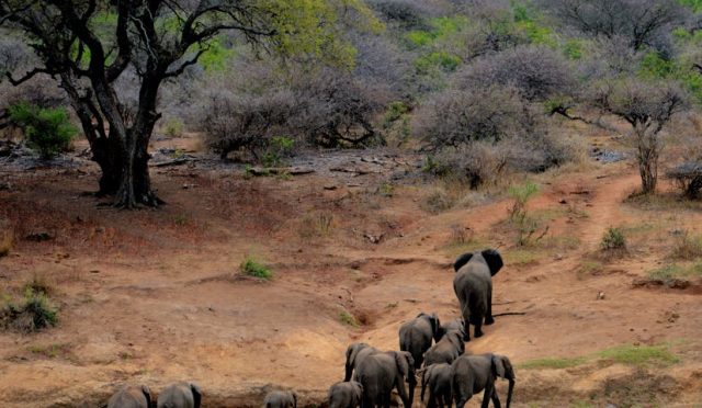 nepal-in-kalbinde-vahsi-bir-ruyaya-yolculuk-chitwan-safari-park-deneyimim