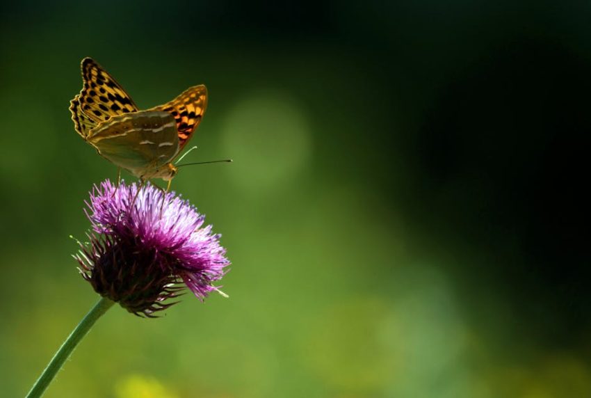 Vejetaryenlikten Veganlığa: Bitkisel Odaklı Beslenme Tarzları Rehberi