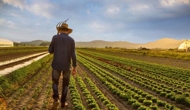 Çiftçilere 226,7 Milyon Lira Tarımsal Destek Ödemesi Bugün Hesaplara Yatırılıyor
