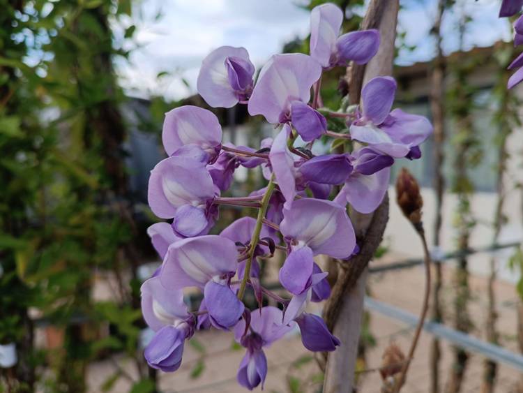 Japonya'da Baharın Gizli Kahramanı: Ume Çiçekleri ve Wakayama'nın Eşsiz Lezzetleri 1 Japonya'da Baharın Gerçek Başlangıcı: Sakura mı, Ume mi?