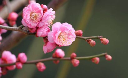 Japonya'da Baharın Gizli Kahramanı: Ume Çiçekleri ve Wakayama'nın Eşsiz Lezzetleri