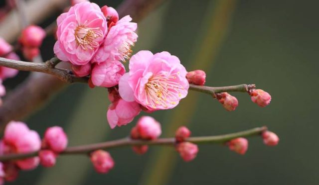 Japonya'da Baharın Gizli Kahramanı: Ume Çiçekleri ve Wakayama'nın Eşsiz Lezzetleri