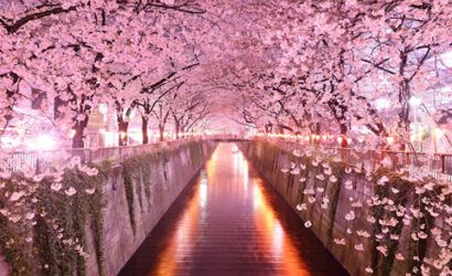 Japonya'da Baharın Rengi: Kiraz Çiçekleri ve Hanami Rüyası!