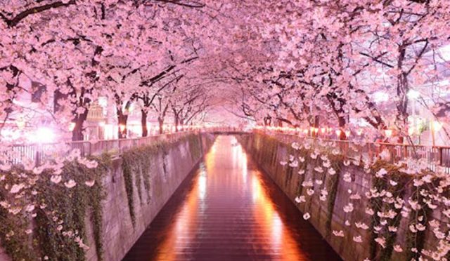 Japonya'da Baharın Rengi: Kiraz Çiçekleri ve Hanami Rüyası!