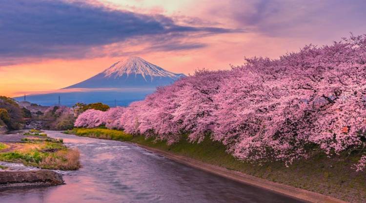 Sakura Sadece Bir Çiçek Değil: Japon Kültüründe Derin Bir Anlam