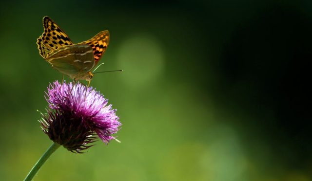 holozoik-beslenme-nedir-vucudumuzun-besinlerle-mucizevi-yolculugu