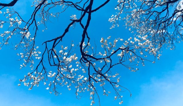 japonya-da-baharin-rengi-kiraz-cicekleri-ve-hanami-ruyasi