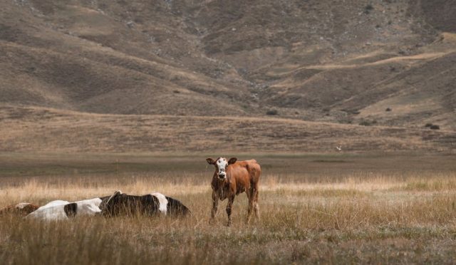 lupus-ve-beslenme-dr-seren-korkmaz-dan-saglikli-yasam-rehberi