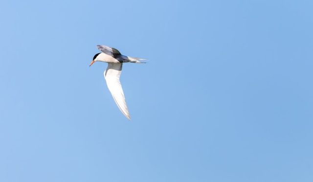 matcha-kadim-bir-gelenekten-gelen-saglik-deposu-ve-bilmeniz-gerekenler