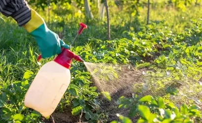 İlkbaharın Gölgesi: Sebzelerde Artan Pestisit Riski ve Sağlıklı Tüketim Sırları – Dr. Seren Korkmaz Anlatıyor