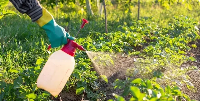 İlkbaharın Gölgesi: Sebzelerde Artan Pestisit Riski ve Sağlıklı Tüketim Sırları – Dr. Seren Korkmaz Anlatıyor