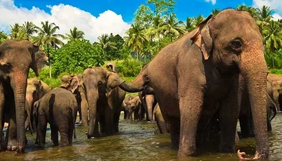 Pinnawala Fil Yetimhanesi: Sri Lanka'da Kalbimi Bıraktığım Bir Cennet Köşesi