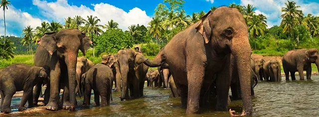 Pinnawala Fil Yetimhanesi: Sri Lanka'da Kalbimi Bıraktığım Bir Cennet Köşesi