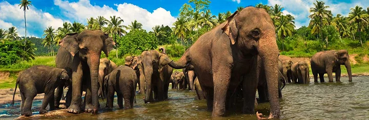 Pinnawala Fil Yetimhanesi: Sri Lanka’da Kalbimi Bıraktığım Bir Cennet Köşesi